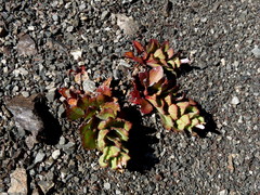 Epilobium forbesii