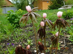 Podophyllum hexandrum