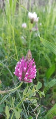 Trifolium spumosum