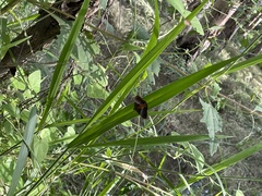 Oxyodes tricolor