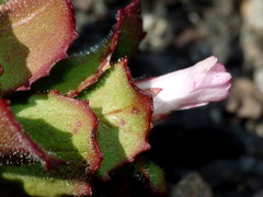 Epilobium forbesii