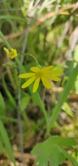 Senecio vernalis