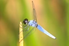 Brachydiplax duivenbodei