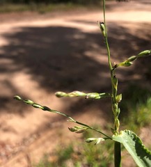 Urochloa foliosa