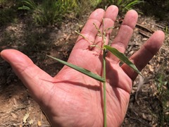 Urochloa foliosa
