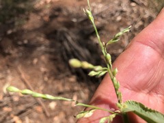 Urochloa foliosa