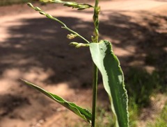 Urochloa foliosa