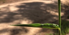Urochloa foliosa