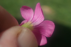 Oxalis semiloba