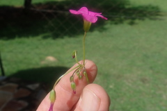 Oxalis semiloba