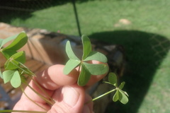 Oxalis semiloba