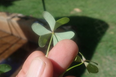 Oxalis semiloba