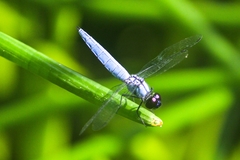 Brachydiplax duivenbodei