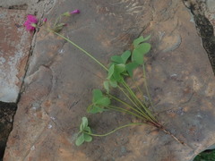Oxalis semiloba