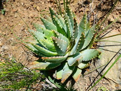Aloe brevifolia