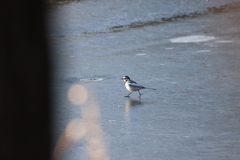 Motacilla alba lugens