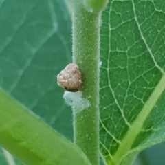 Acanalonia bivittata