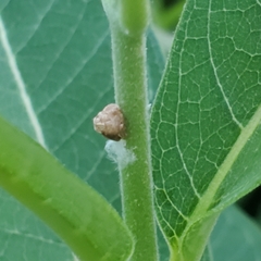 Acanalonia bivittata