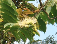Duabanga grandiflora