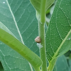 Acanalonia bivittata