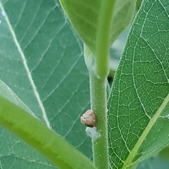 Acanalonia bivittata