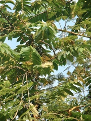 Duabanga grandiflora