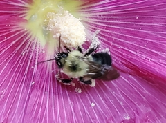 Bombus bimaculatus