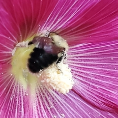 Bombus bimaculatus