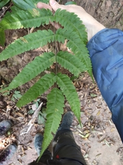 Pteris arisanensis