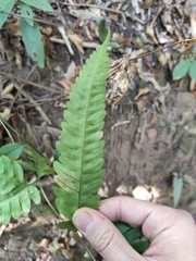 Pteris arisanensis
