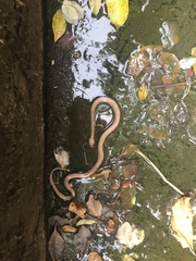 Lycodon anamallensis