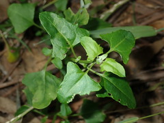Chenopodium robertianum