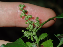 Chenopodium robertianum
