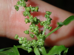 Chenopodium robertianum