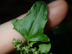 Chenopodium robertianum