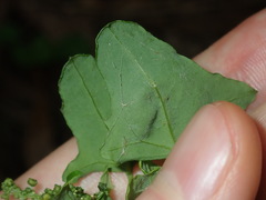 Chenopodium robertianum
