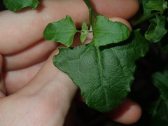 Chenopodium robertianum