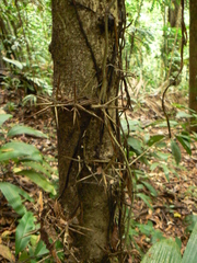 Maclura tinctoria