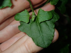 Chenopodium robertianum