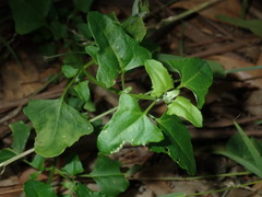 Chenopodium robertianum