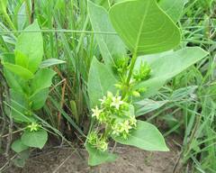 Vangueria venosa