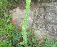 Lopholaena segmentata