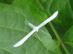 Hellinsia homodactylus