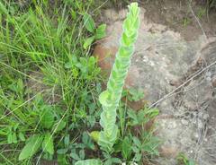 Lopholaena segmentata