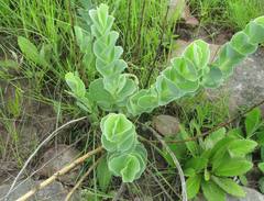 Lopholaena segmentata