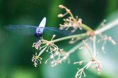 Brachydiplax duivenbodei