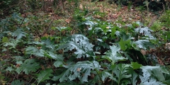 Acanthus mollis
