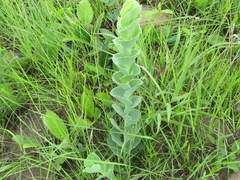 Lopholaena segmentata