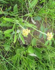 Helichrysum acutatum