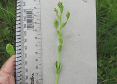 Lopholaena segmentata